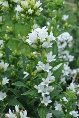 Campanula glomerata 'Alba' Toppklocka 5-10 i kruka P9