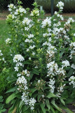 Campanula glomerata 'Alba' Toppklocka 5-10 i kruka P9