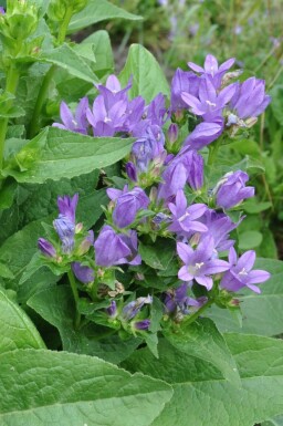 Campanula glomerata 'Superba' Toppklocka 5-10 i kruka P9