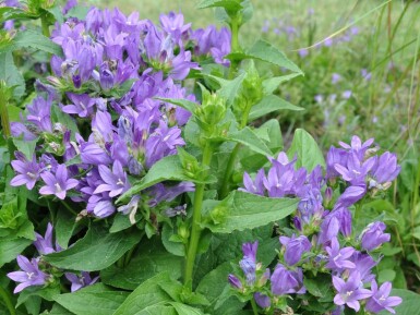 Campanula glomerata 'Superba' Toppklocka 5-10 i kruka P9