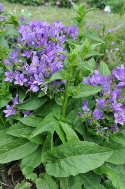 Campanula glomerata 'Superba' Toppklocka 5-10 i kruka P9