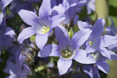 Klokjesbloem Campanula lactiflora 'Prichard's Variety' 5-10 Pot P9