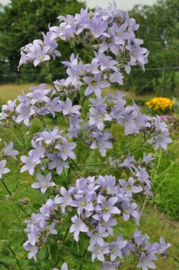 Klokjesbloem Campanula lactiflora 'Prichard's Variety' 5-10 Pot P9