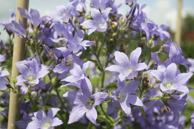 Campanula lactiflora 'Prichard's Variety' Mjölkklocka 5-10 i kruka P9