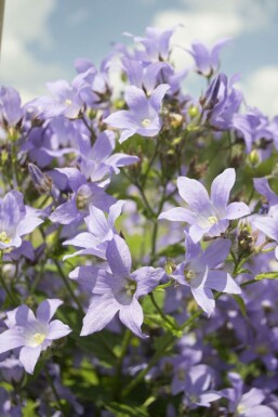 Klokjesbloem Campanula lactiflora 'Prichard's Variety' 5-10 Pot P9