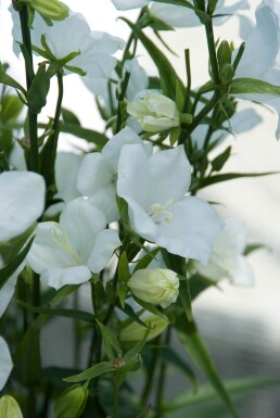 Campanula persicifolia 'Alba' Storklocka 5-10 i kruka P9