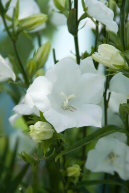 Campanula persicifolia 'Alba' Storklocka 5-10 i kruka P9