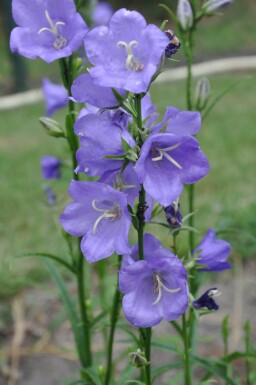 Campanula persicifolia 'Coerulea' Stor blåklocka 5-10 i kruka P9