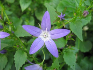 Dalmatiner-Polster-Glockenblume Campanula portenschlagiana 5-10 Topf 9x9 cm (P9)