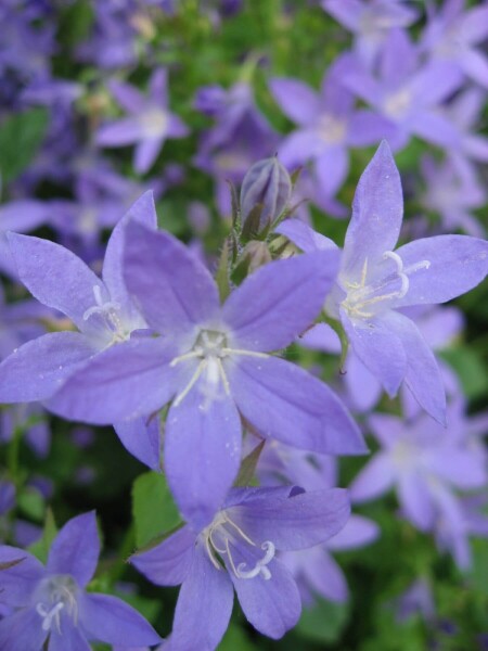 Campanula portenschlagiana