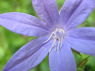 Dalmatiner-Polster-Glockenblume Campanula portenschlagiana 5-10 Topf 9x9 cm (P9)