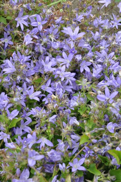 Campanula poscharskyana