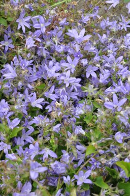 Stjerneklokke Campanula poscharskyana 5-10 potte P9