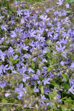 Stjerneklokke Campanula poscharskyana 5-10 potte P9