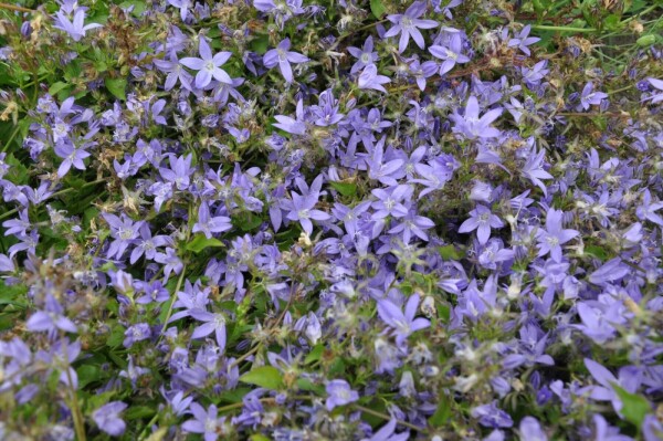 Campanula poscharskyana