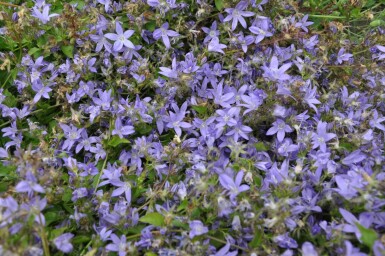 Stjerneklokke Campanula poscharskyana 5-10 potte P9