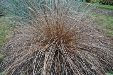 Brun star Carex buchananii 5-10 potte P9