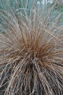 Brun star Carex buchananii 5-10 potte P9