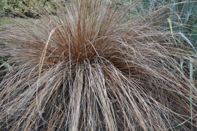 Laîche de Buchanan Carex buchananii 5-10 Pot 9x9 cm (P9)