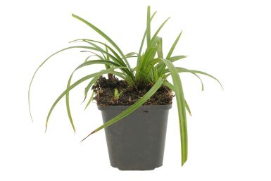 Laîche Carex foliosissima 'Irish Green' 5-10 Pot 9x9 cm (P9)