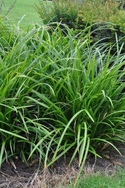 Laîche Carex foliosissima 'Irish Green' 5-10 Pot 9x9 cm (P9)