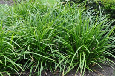 Laîche Carex foliosissima 'Irish Green' 5-10 Pot 9x9 cm (P9)