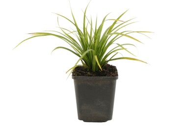 Laîche du Japon Carex morrowii 5-10 Pot 9x9 cm (P9)