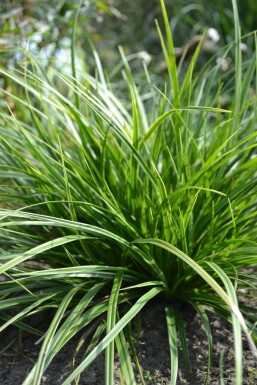 Laîche du Japon Carex morrowii 'Variegata' 5-10 Pot 9x9 cm (P9)