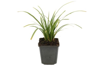 Japansk star Carex morrowii 'Variegata' 5-10 potte P9