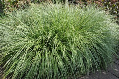 Fuglestar Carex ornithopoda 'Silver Sceptre' 5-10 potte P9