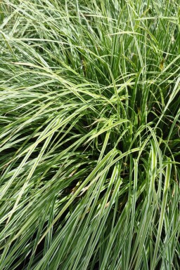 Laîche pied-d'oiseau Carex ornithopoda 'Silver Sceptre' 5-10 Pot 9x9 cm (P9)