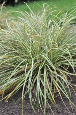 Laîche pied-d'oiseau Carex ornithopoda 'Variegata' 5-10 Pot 9x9 cm (P9)