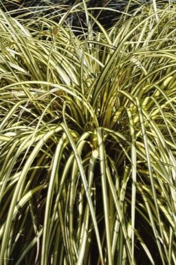 Japansk star Carex oshimensis 'Evergold' 5-10 potte P9