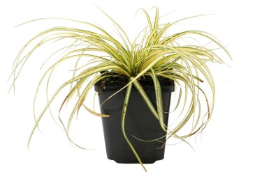 Japansk star Carex oshimensis 'Evergold' 5-10 potte P9