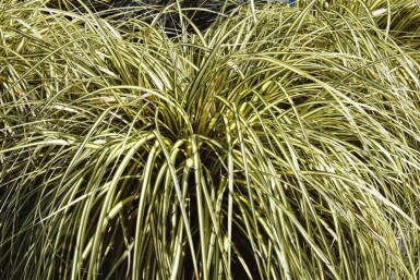 Japan-Gold-Segge Carex oshimensis 'Evergold' 5-10 Topf 9x9 cm (P9)