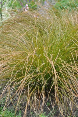 Carex testacea 'Prairie Fire' Starrar 5-10 i kruka P9