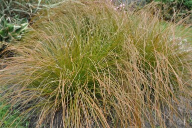 Carex testacea 'Prairie Fire' Starrar 5-10 i kruka P9