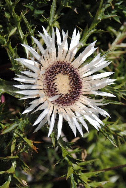 Carlina acaulis simplex