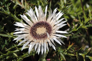 Zilverdistel Carlina acaulis simplex 5-10 Pot P9