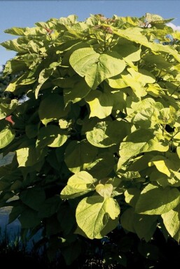 Gold-Trompetenbaum Catalpa bignonioides 'Aurea' Strauch 30-40 Topf 2 ltr. (C2)