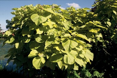 Gold-Trompetenbaum Catalpa bignonioides 'Aurea' Strauch 30-40 Topf 2 ltr. (C2)