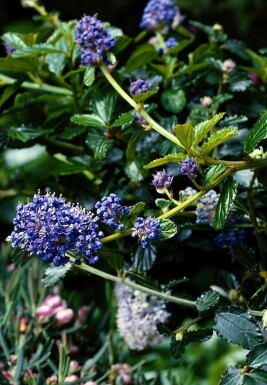 Ceanothus thyrsiflorus 'Repens' Krypsäckbuske buske 20-30 i kruka C2