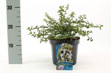 Ceanothus thyrsiflorus 'Repens' Krypsäckbuske buske 20-30 i kruka C2