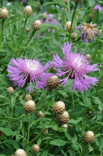 Centaurea dealbata