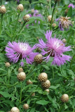 Centaurea dealbata Strävklint 5-10 i kruka P9