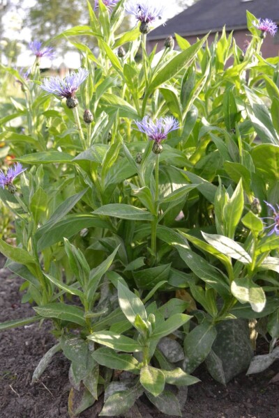 Centaurea montana