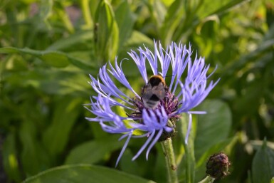 Bleuet des montagnes Centaurea montana 5-10 Pot 9x9 cm (P9)