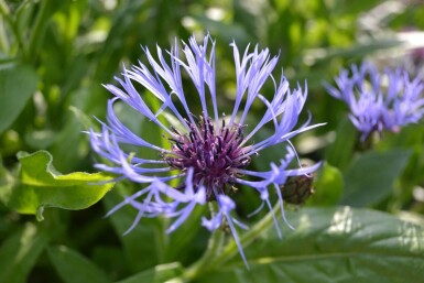 Bleuet des montagnes Centaurea montana 5-10 Pot 9x9 cm (P9)