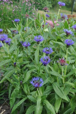 Berg-Flockenblume Centaurea montana 'Coerulea' 5-10 Topf 9x9 cm (P9)