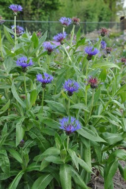 Berg-Flockenblume Centaurea montana 'Coerulea' 5-10 Topf 9x9 cm (P9)